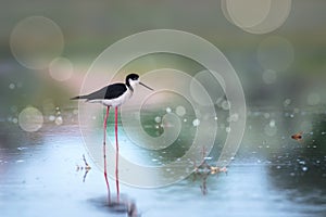 Black-winged stilt bird on the lake