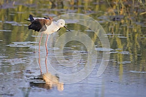 black-winged stilt bird on the lake in summer