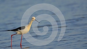 Black winged stilt bird natural nature wallpaper India