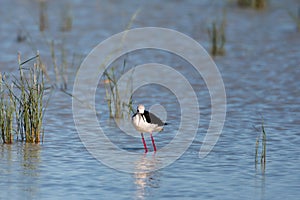Black-winged stilt bird perched in a lake