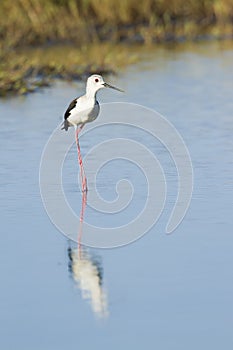 Black-winged stilt bird in Pottuvil, Sri Lanka