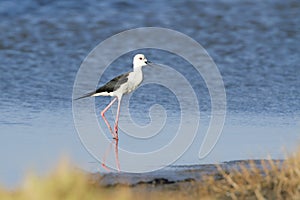 Black-winged stilt bird in Pottuvil, Sri Lanka