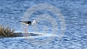 Black-winged stilt bird in Pottuvil, Sri Lanka