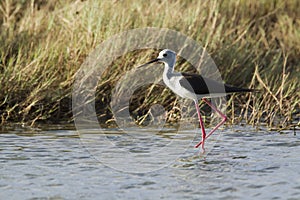 Black-winged stilt bird in Pottuvil, Sri Lanka