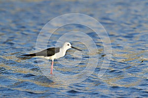 Black-winged stilt bird in Pottuvil, Sri Lanka