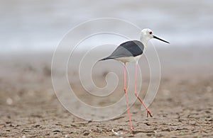 black winged stilt bird alone