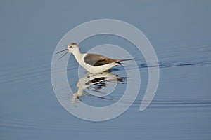 Black winged stilt bird in the water of river.