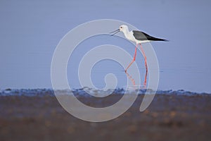 Black winged stilt bird in the water of river. natural, nature, wallpaper