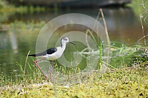 Black-winged stilt birds