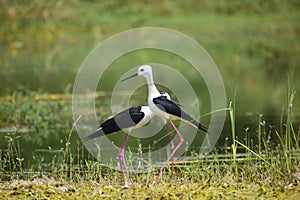 Black-winged stilt birds