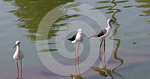 Black-winged Stilt birds in the lake