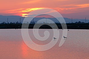 Black-winged Stilt Birds on Salt field at sunset