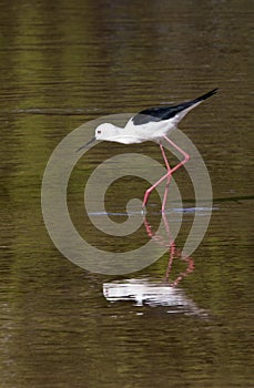 Black-winged Stilt - Botswana