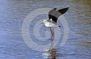 Black-winged Stilt - Botswana