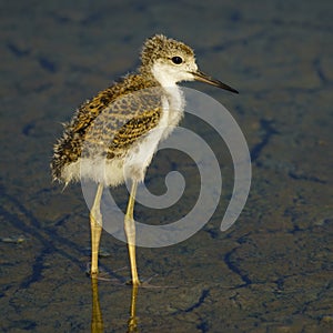 Black-Winged Stilt Breeding