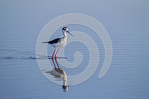 Black winged stilt in breeding colors looking right
