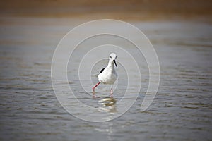 Black winged stilt on the Chambal river