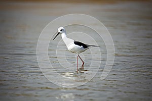 Black winged stilt on the Chambal river