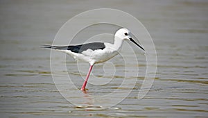 Black winged stilt on the Chambal river