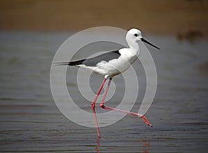 Black winged stilt on the Chambal river