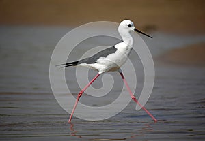 Black winged stilt on the Chambal river