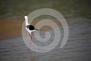 Black winged stilt on the Chambal river