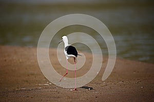 Black winged stilt on the Chambal river