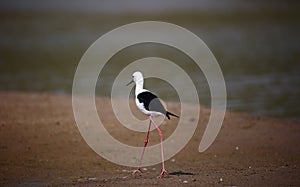 Black winged stilt on the Chambal river