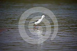 Black winged stilt on the Chambal river