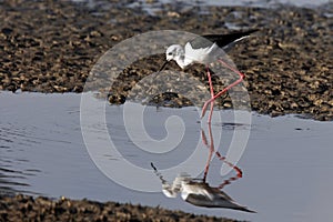 Black-winged Stilt - Chobe River - Botswana