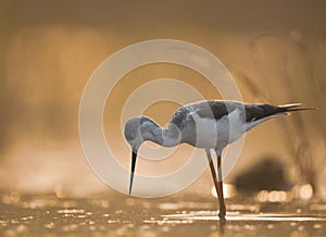 Black-winged Stilt Close up at sunrise