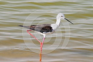 The black winged stilt, common stilt, or pied stilt Himantopus himantopus at an oasis lagoon Al Qudra Lakes in the desert in the photo