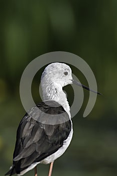 Black-winged stilt with copy space