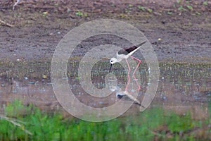Black-winged Stilt feeding at eye level in natural pond