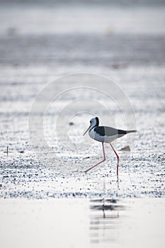 Black winged- Stilt, feeding on the lake