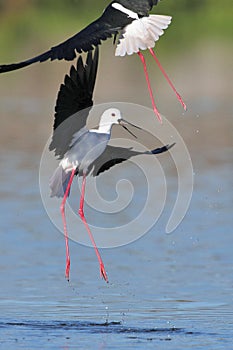 Black Winged Stilt fighting