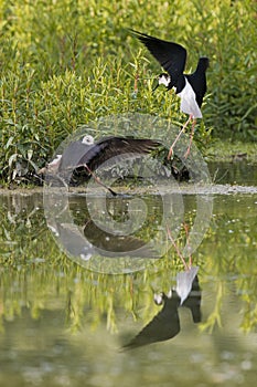 Black-winged stilt while fighting