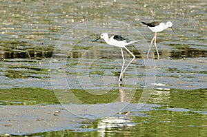 Black-Winged Stilt finding food