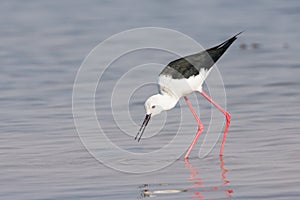 Black-winged stilt finding prey