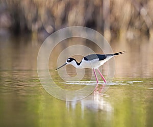 Black-winged Stilt, fishes for food in water--