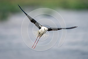 Black-winged stilt flies over river dangling legs