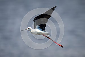 Black-winged stilt flies in sunshine raising wings photo