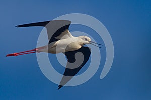 Black-winged Stilt in flight.