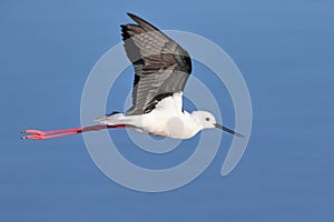 Black Winged Stilt in flight