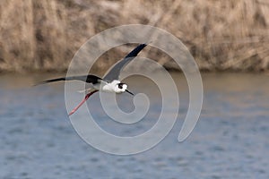 Black-winged stilt in flight on the water