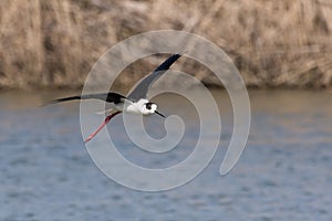 Black-winged stilt in flight on the water photo