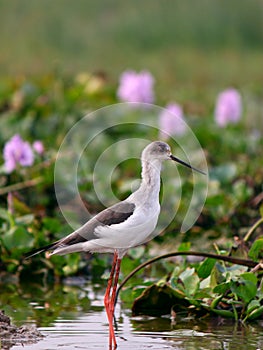 Black winged stilt in flower pond