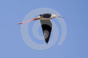 Black-Winged Stilt Flying