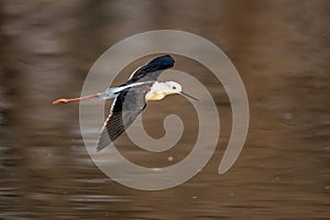 Black winged stilt flying