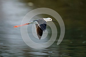 Black winged stilt flying in Mana Pools